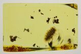 Detailed Fossil Soft Millipede in Baltic Amber #272250-1